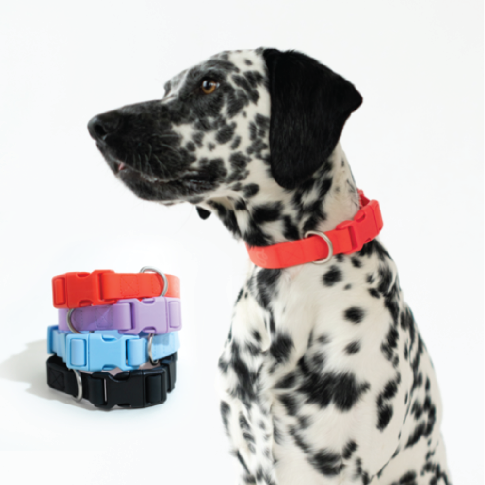 [Christmas Shop] Spark Companies Dog Collar